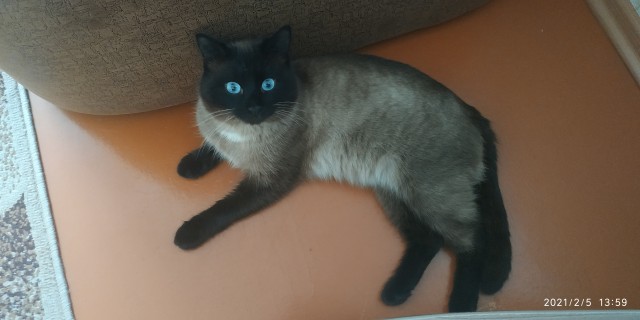 Котовторнику быть!