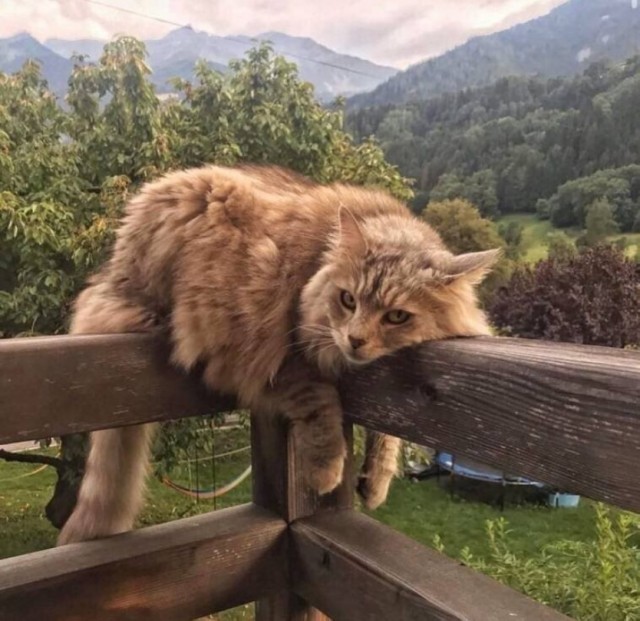 ПозитиФ Чик