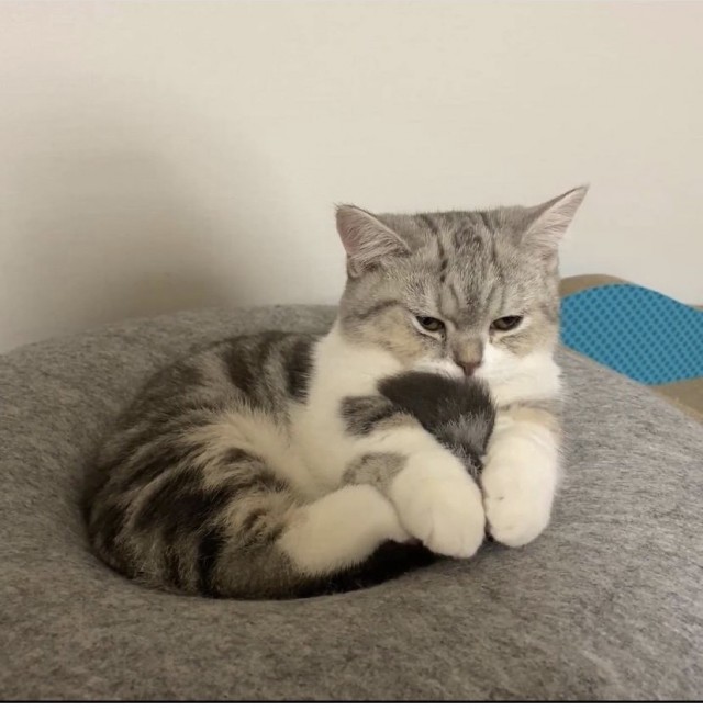 Разные котики