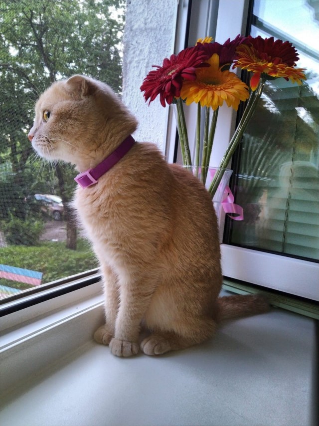 К котовторнику