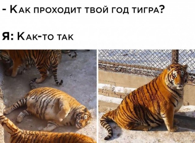 Человек собаке друг и другие картинки под настроение 13.01.2022