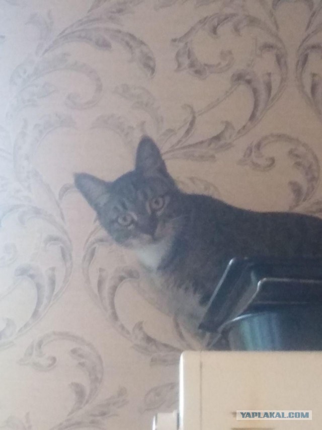 Отдали кота