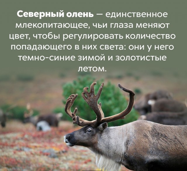 Подборка бесполезных,но интересных фактов.
