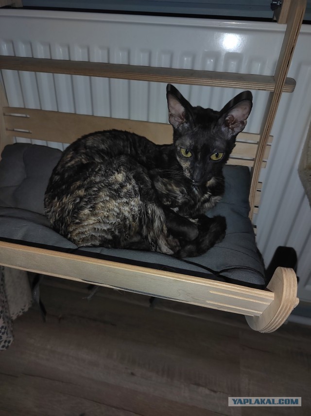 Котовторник 17.01.23