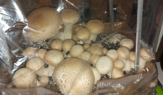 Вешенки