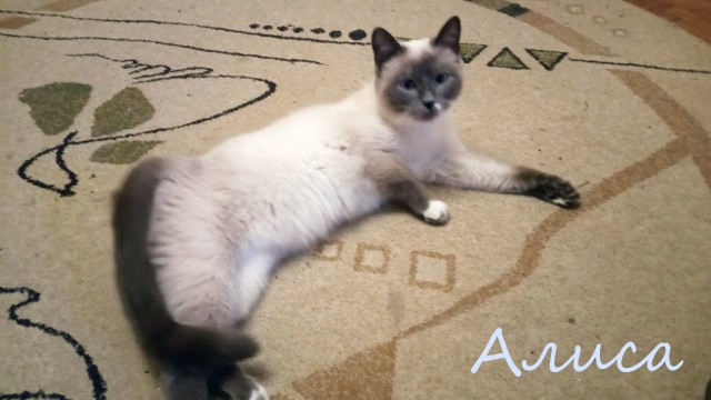 Жизнь домашнего приюта "Котоленд" 374