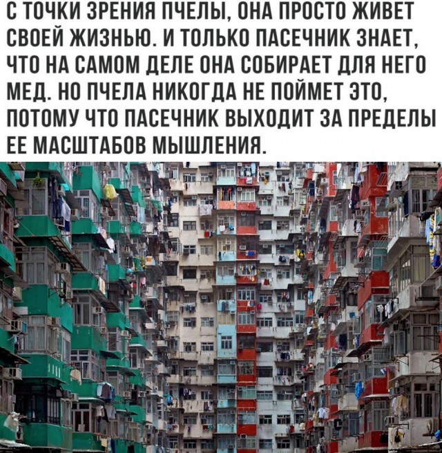 Рабство или предоставление рабочих мест? Веган обвинила человечество в рабской эксплуатации пчёл