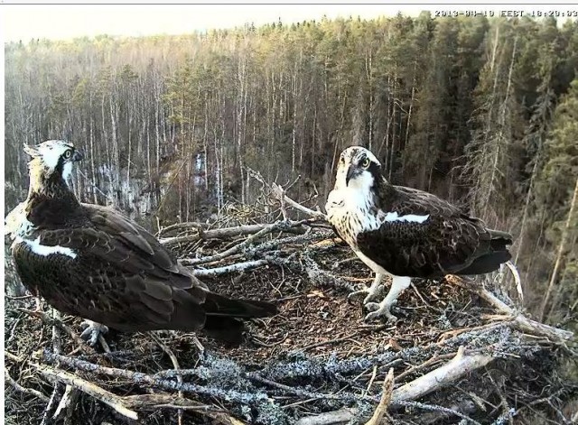 Онлайн трансляция из гнезда Kalakotkas