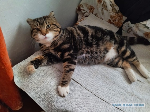 С котовторником ЯПовцы