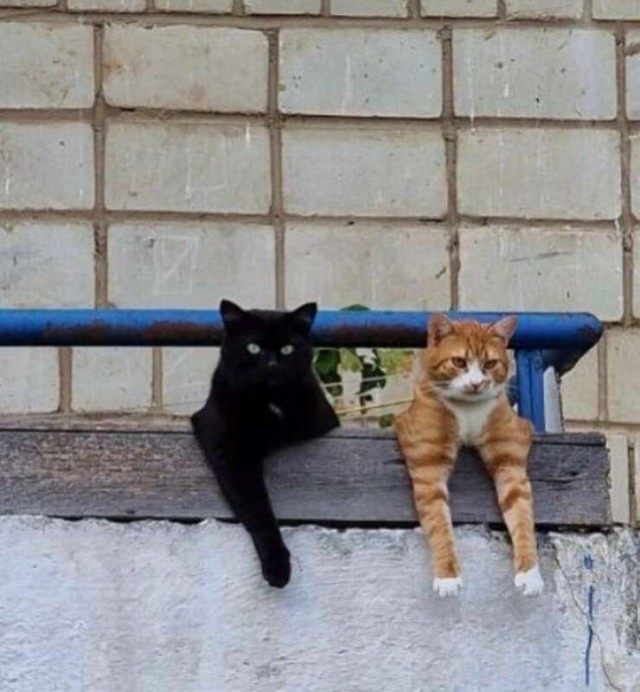 ФотоВинегрет