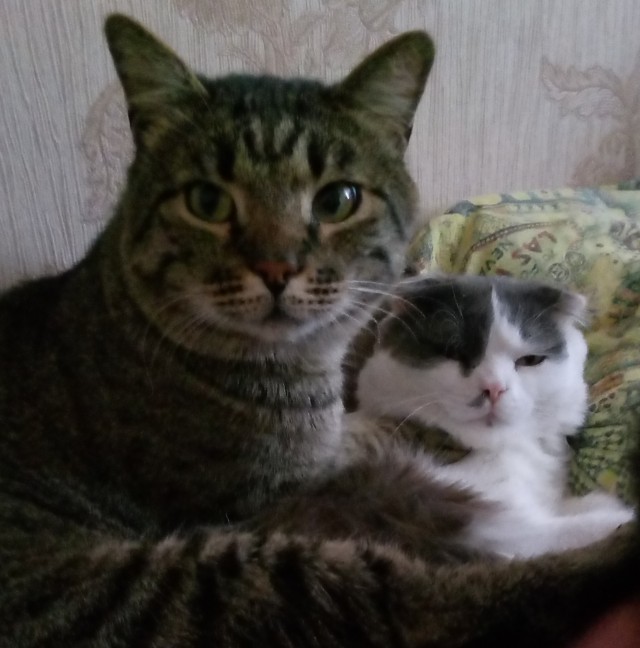 Котовторник в картинках