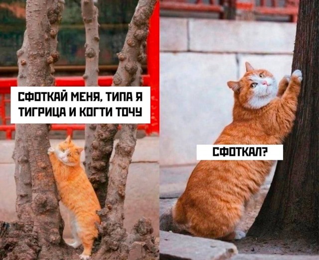 Котовтоник в картинках