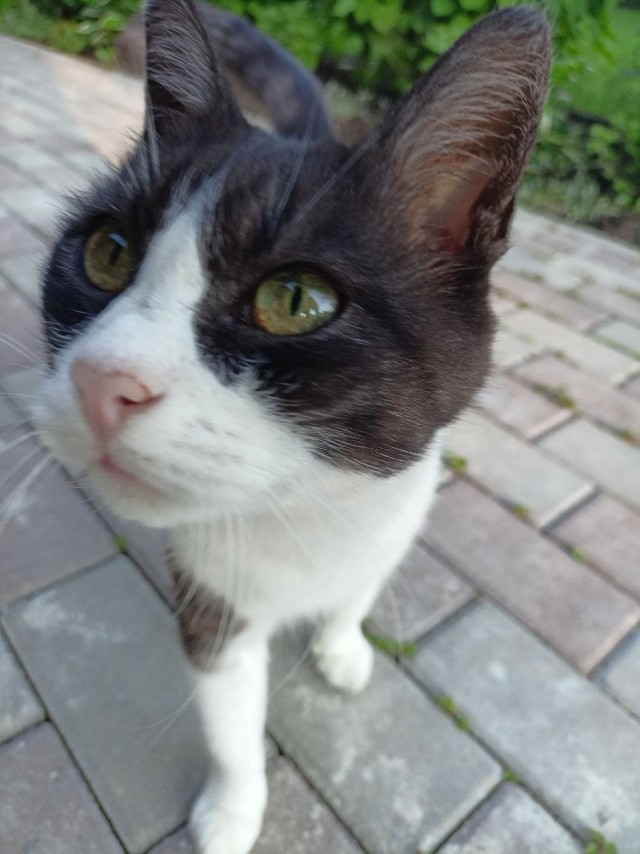 С Котовторником!