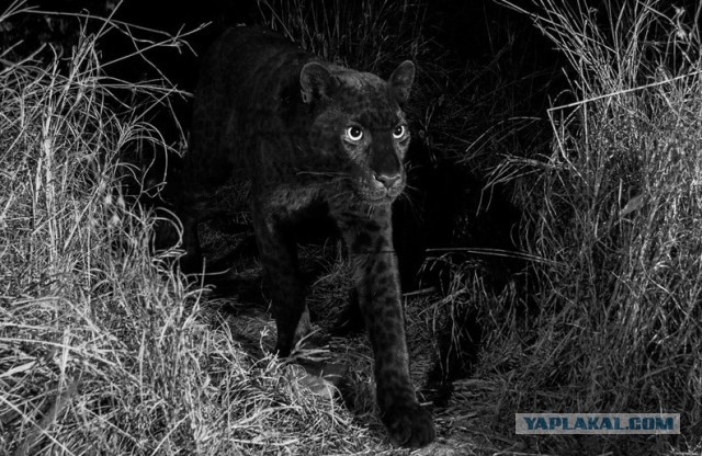 Редкий африканский черный леопард, на съемку которого фотограф потратил шесть месяцев, был запечатлен под звездами
