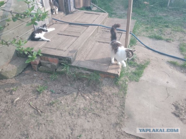Жизнь домашнего приюта для котеек 541