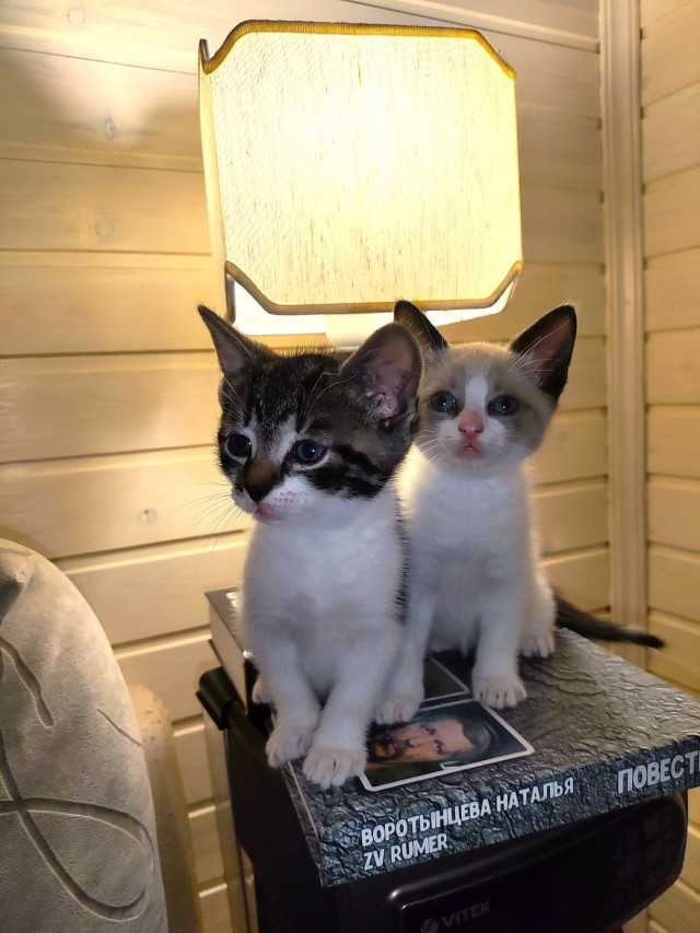 Тёплое, лаповое к котовторнику.