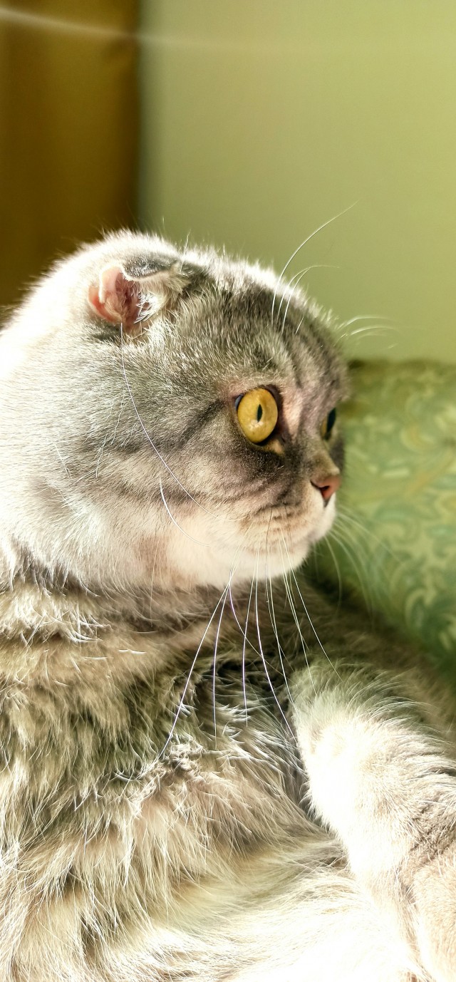 Вот какая стала кошка