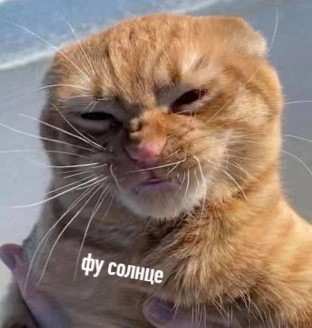 Девушка попросила в Хвиттере остальных скинуть любимые мемы с котами