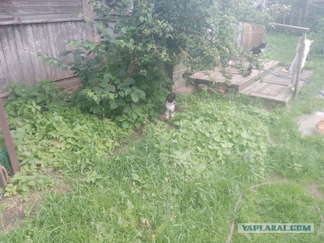 Жизнь домашнего приюта для котеек 548