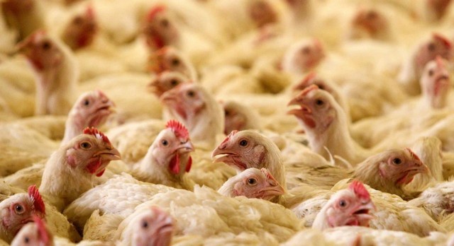 В России увеличится стоимость куриного мяса до 25%