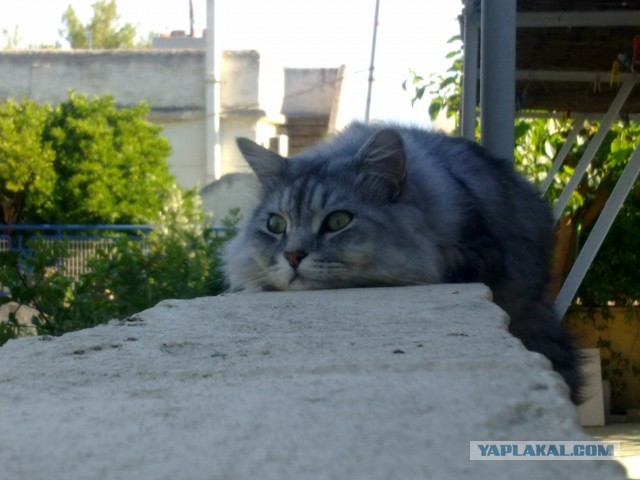 Котовторник 9.07.2013