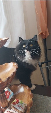 Кто ответственный за Котовторники?