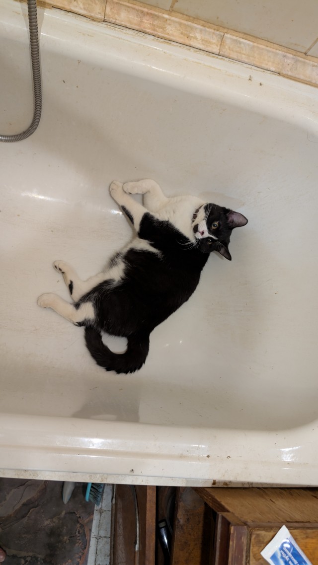 Дурацких фото котов тред