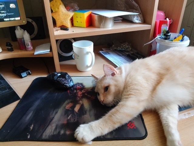 А котовторник уже пришёл?