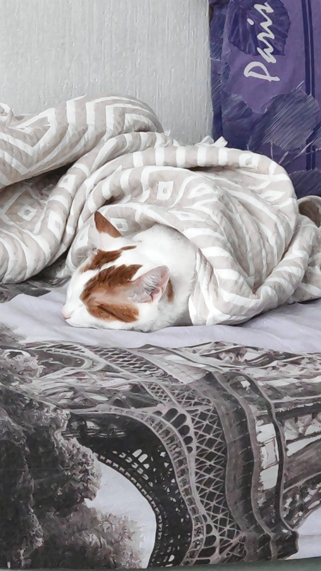 Котовторник 24.02