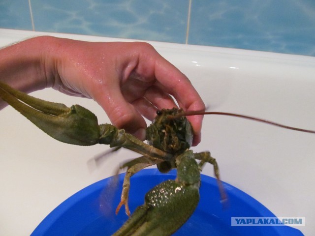 Рыбаки ловили рыбу, а поймали рака