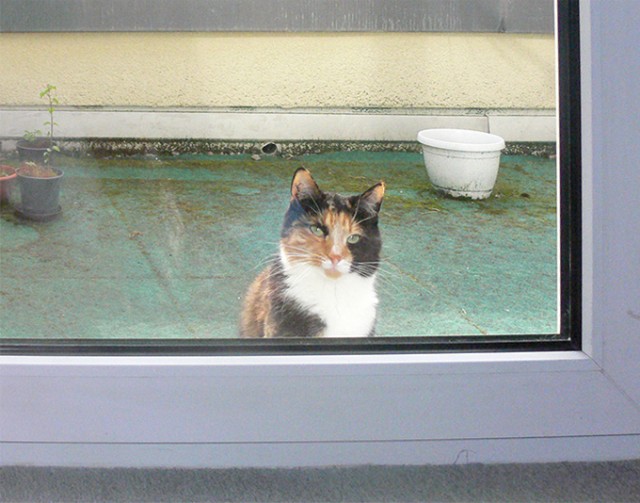 Невыразительные коты