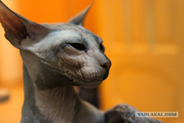 Котовторник 4.02.2014