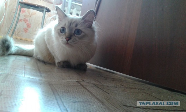 Котовторник 01.04.2014