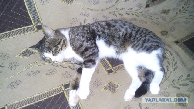 Котовторник 01.07.2014