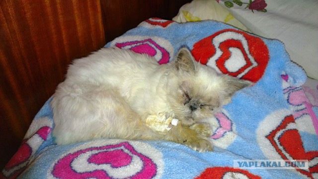 Котовторник 26.08.14.