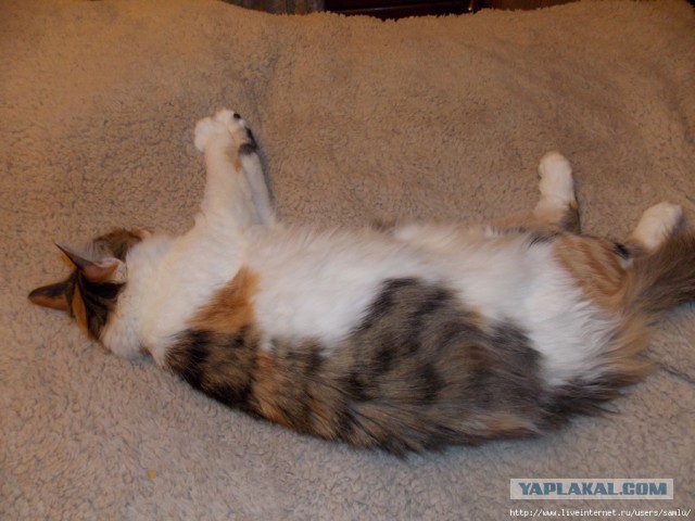 Котовторник 11.11.2014