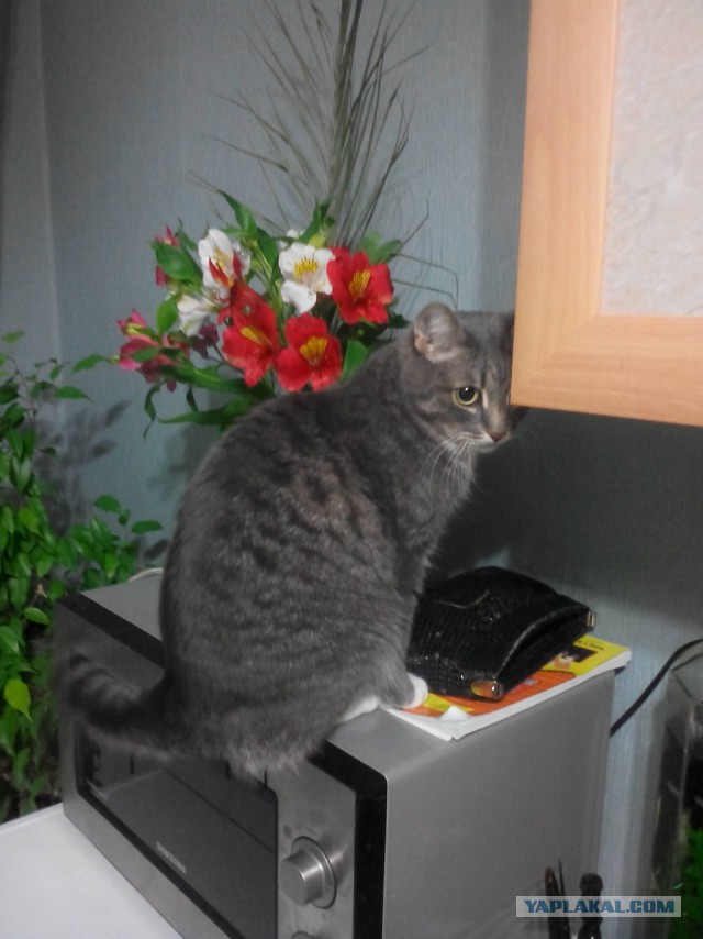 Котовторник 27.01.2015