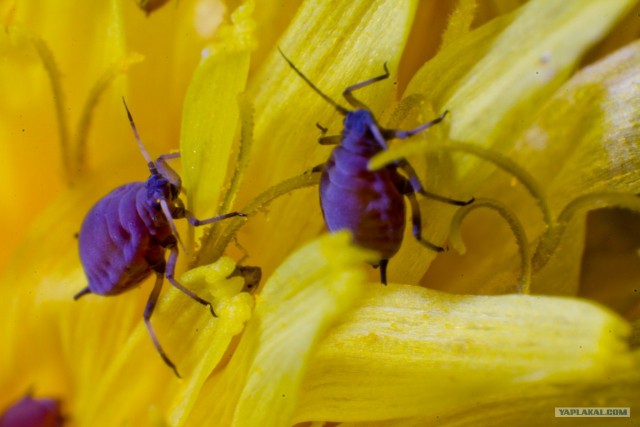 Если выйти во двор с макрообъективом, то...