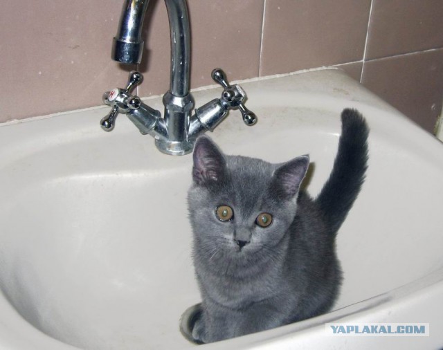 Котовторник 31.03.2015