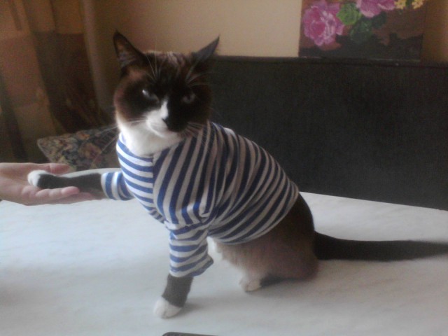 Котовторник 12.05.2015