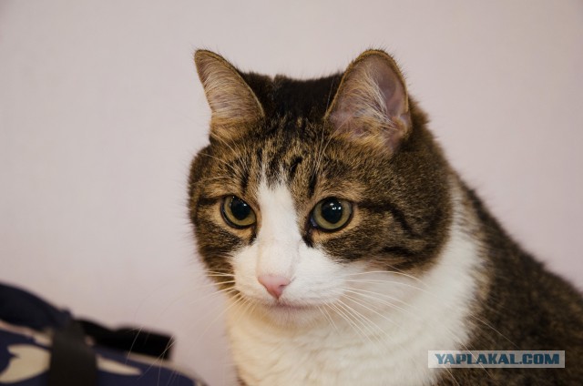 Котовторник 29-09-2015,