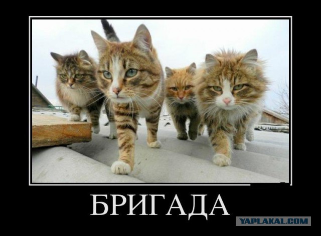 Коварный кот