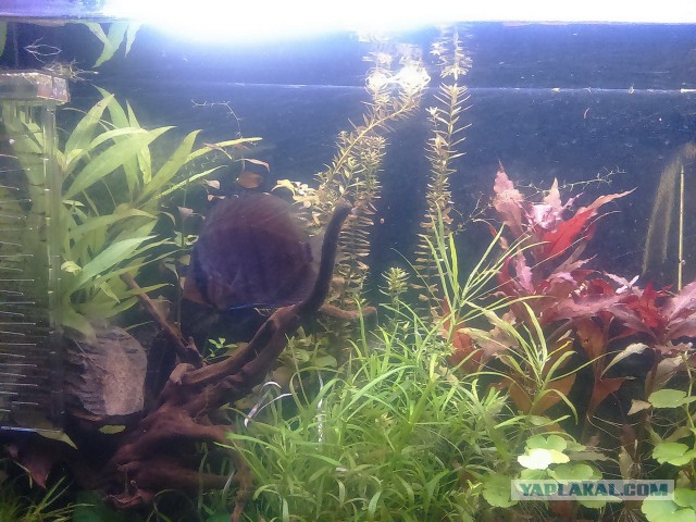 Аквариумные страдания