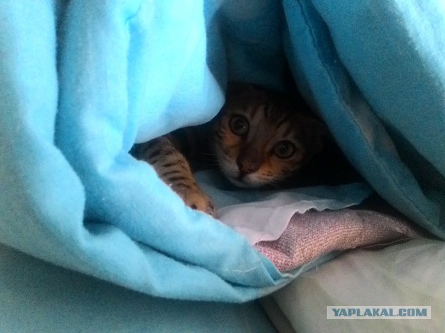 Котовторник 12.04