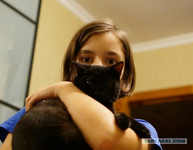 Девушки и кошки