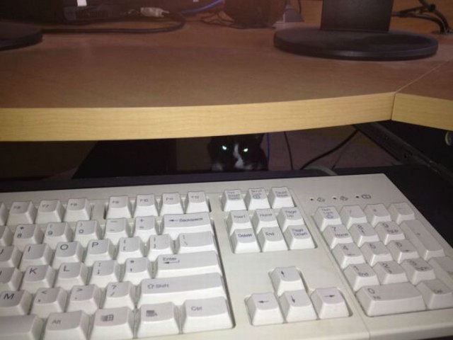 Коты и Кошки