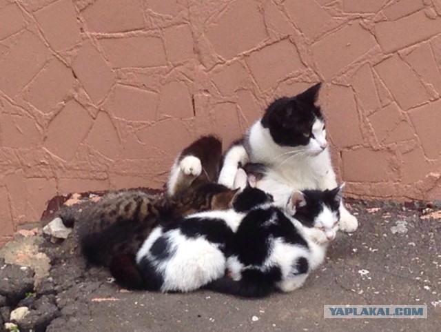 Котовторник 18.07.2017