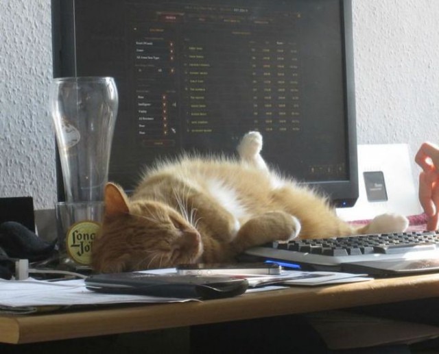 Коты и Кошки