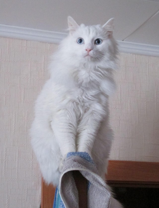 Как я у мусорного контейнера котофея купил