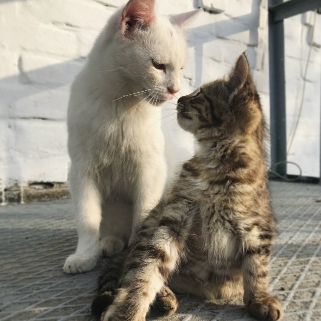 Коты и Кошки